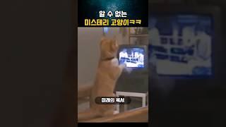 낄낄거리며 누워있는게 제일 좋아 ㅎㅎ#쇼츠 #재밌는동영상 #웃긴영상 #funny