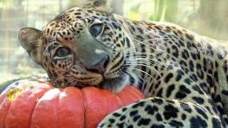 BIG CATS vs Pumpkins!