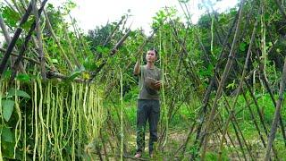 The cowpeas I planted have been harvested, Preserving peanuts and cooking, Taking care of pets