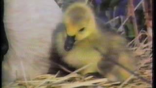 Ducks Unlimited MARSH Program - Iowa -  1989