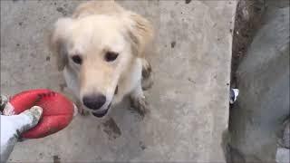 Legendary Acres Hobby Farm: What Penny the Pool Dog did before she retired #goldenretriever