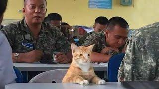 When cats rule the world | Funny Cat and Human 