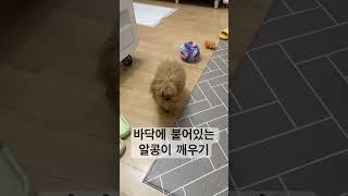 어떤게 바닥인지 구분이 안가는 강쥐 #강아지브이로그 #강아지유튜브 #강아지일상 #타이니푸들