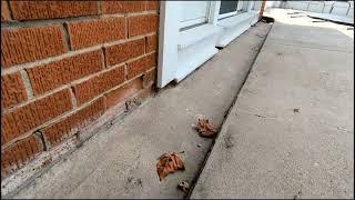 ️SEE FULL#swimmingpool #water trough floods into #crawlspace W/ clay floor & #mold #diy