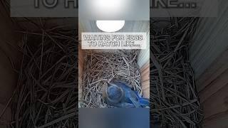 Any day now… 🪺 #bluebirds #nest #hatching #breeding #birdbox #birdboxcamera