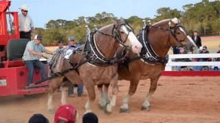 2015 Southern Draft Horse Assn Nationals - Winning Pull