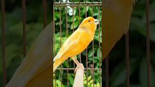 birds sound | animal sounds | canary singing #birds #bird #animals