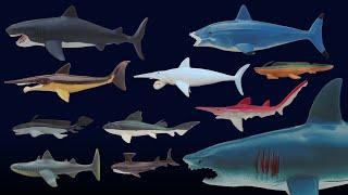 Prehistoric Sharks - Featuring Megalodon - The Kids' Picture Show (Fun & Educational Learning Video)