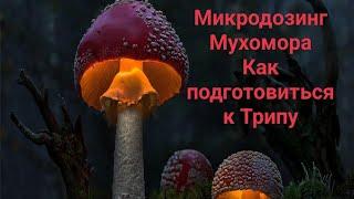 Микродозинг Мухомора. Как правильно подготовиться к Мухоморному трипу / Питание и Дозировки # ГРИБЫ