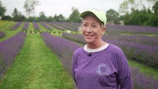 Sit back, relax and enjoy a tour of Indigo Lavender Farm