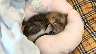 Lonely Kitten Left Alone Cries for Its Mother Day and Night