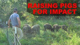 Raising Pigs in the Woods - Impacting the Land - Using Pigs in Regenerative Agriculture