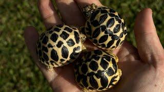 The Sri Lankan Star Tortoise! Information about them and difficulties in keeping them + how to care!