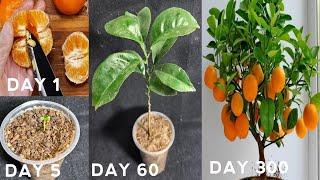 How to grow orange tree from seed | Easy way to grow orange trees