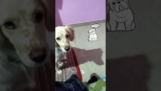 Cute animal reaction Teasing pets #cute doggo