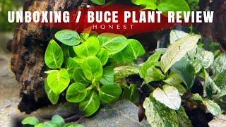 Aquascaping Adventure: Buce Plants Unboxing & Hardscape Stones Review!