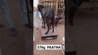 Black Bakra • Heavy Weight Goat Market in Kolkata • 57Kg Bakra Weighing @AsiaBakriMandi Kolkata WB