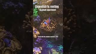 Clownfish pairing #clownfish #anemone #coraltank #coral #reeftank #reef #reef2reef