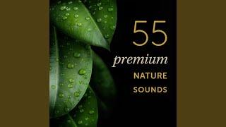 Rainforest Ambience: Nice Forest Sounds, Soft Rains for Emotional Health & Healing