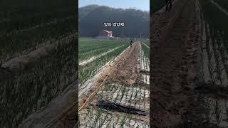 양파에 영양제를 뿌려줍니다. #양파 #영양제 #농기계 #분무기 #구독과좋아요 #청년농부 #고령군