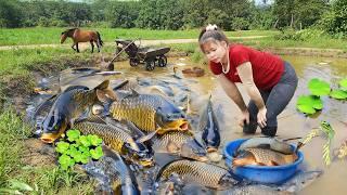 Massive Fish Harvest | Drain the Pond with a Pump and Use Horse Carts to Sell Thousands of Fish