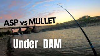 ASP vs. MULLET - Fishing Under DAM