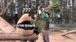 푸바오의 창의력에 다들 놀래서 기절초풍하던 날 (feat. 작은할부지)