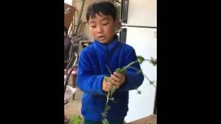 春の七草の紹介