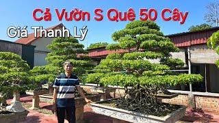 THANH LÝ CẢ VƯỜN SANH QUÊ có khoảng 50 cây * NV Chú CHÚC - Kinh Môn - ĐT: 0982150548 *.