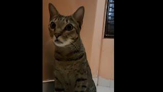 Help Meeeeeee//Dev the entertainer// #cat #catlover