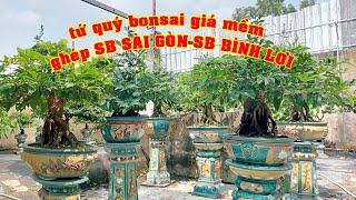 Tứ Qúy Bonsai Đế Xổ Ghép Siêu Bông Sài Gòn Giá Rẻ 0908495022 Anh Sơn   | Tứ Qúy Miệt Vườn