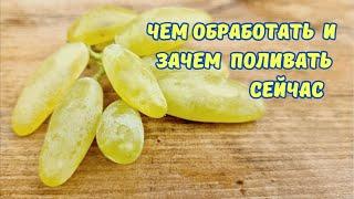 Искореняющая обработка виноградника, обязательный полив.