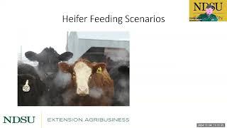 Economics of Backgrounding and Finishing Cattle in North Dakota - Fall 2024