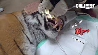 이번엔 어흥 말고 아~ 하실게요 (호랑이 스케일링 받는 영상 최초 공개ㅋㅋ)ㅣTiger Getting Her Teeth Scaled LOL