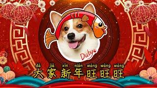 【小短腿Duby】狗子们用自己的方式给大家拜个年：“旺旺旺”