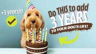 10 Tips to Help Your Dog Live Longer - Do THIS to Add 3 Years to Your Dog's Life