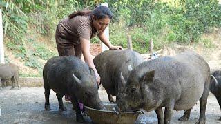 Wild boar farming.Wild boars continue to breed on my farm.