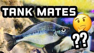 Top 5 Tank Mates for Rainbowfish