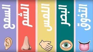 تعليم الحواس الخمسة باللغة العربية . The Five Senses in Arabic