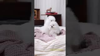 Cutest dogs #dog #doglover #cute #dogs #mindfulblinkers