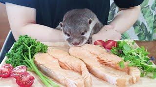 Otter family eating salmon steak.