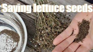 Lettuce seeds saving / Easy step by step! #seedsaving #lettuceseeds #homestead