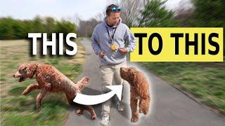 Top 5 Things Your Dog MUST Know