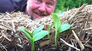 Direct Sow ALL Your Vegetable Seed into the Garden