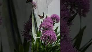 Hummingbird Hawkmoth / Macroglossum stellatarum