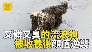 又髒又臭的流浪狗，受盡白眼和嫌棄，被多家寵物店拒絕洗澡，被收養後大變樣，聰明得不像壹只狗