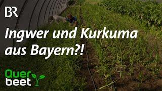 Ingwer und Kurkuma aus Bayern