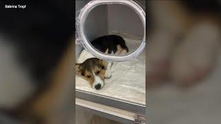 Florida family wants Petland to pay $2500 vet bill for sick Corgi puppy