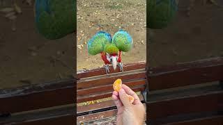 [Luca World] Even Amazon parrots can’t stand Korean tangerines