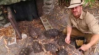 How to Care for the Redfoot Tortoise